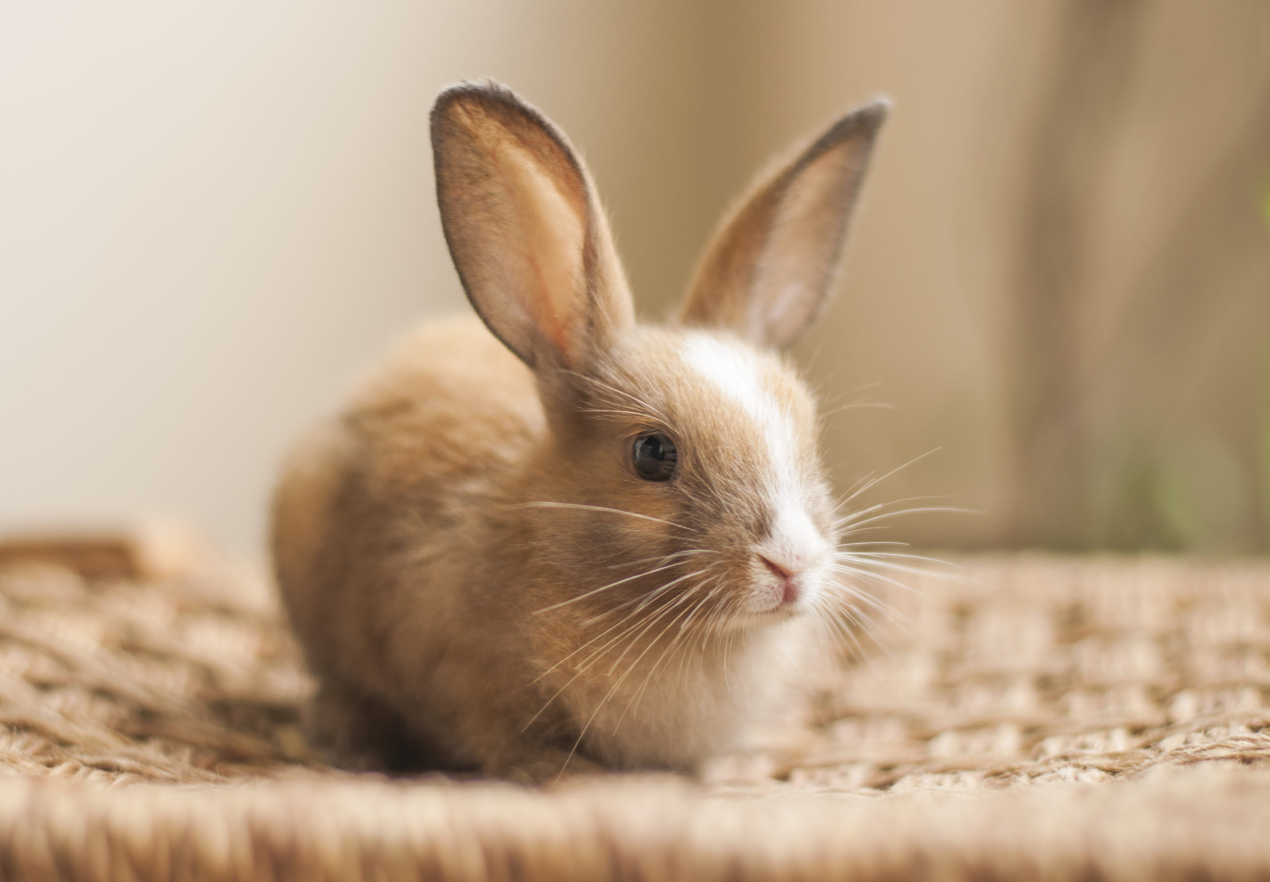 gretta🐇 pfp