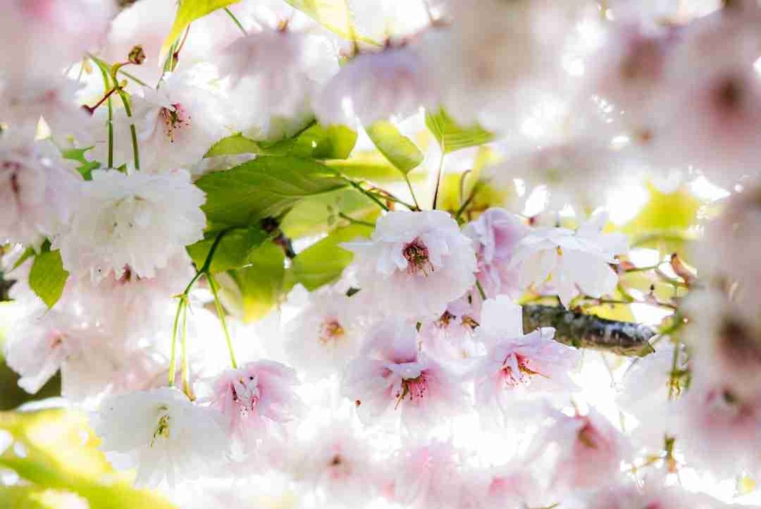 Radius (burchannika) Farcaster social identity (Fname handle) PFP