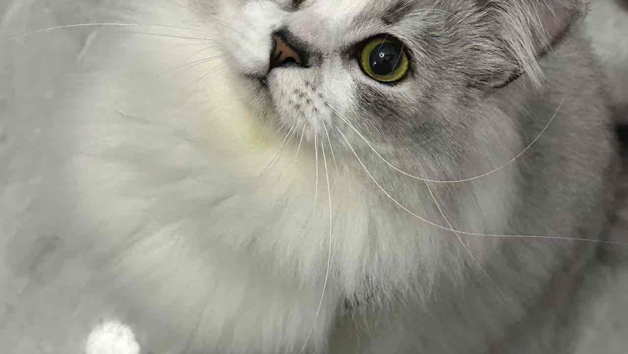 sure (sure1) Farcaster social identity (Fname handle) PFP