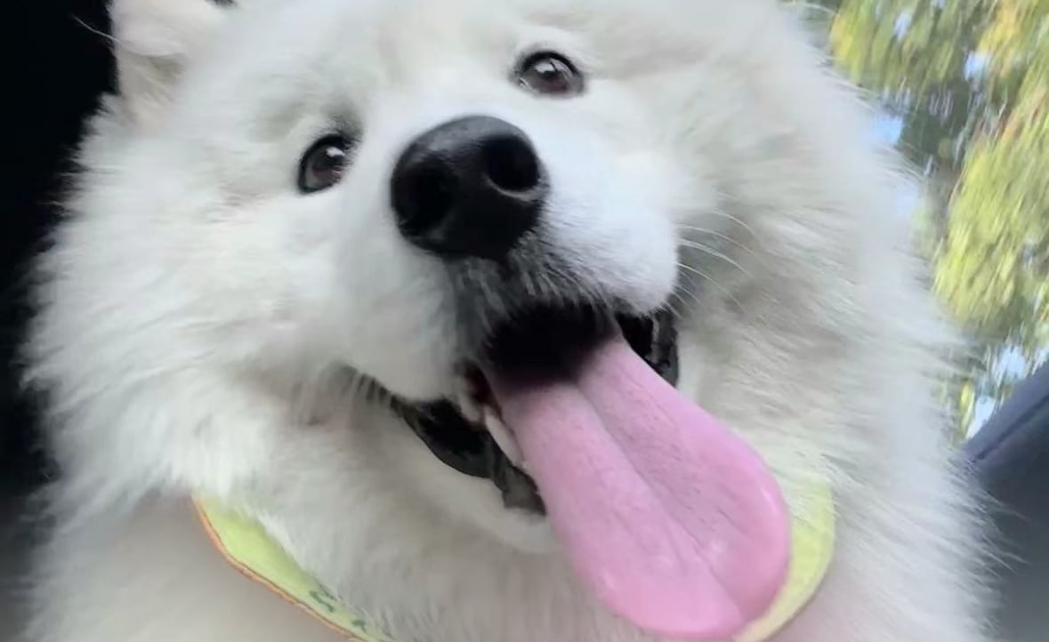 abbiechan pfp