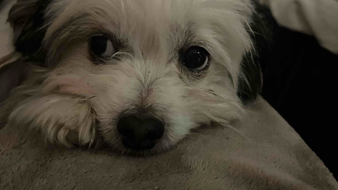 delucas.base.eth Basenames (.base.eth domains) based on ENS PFP