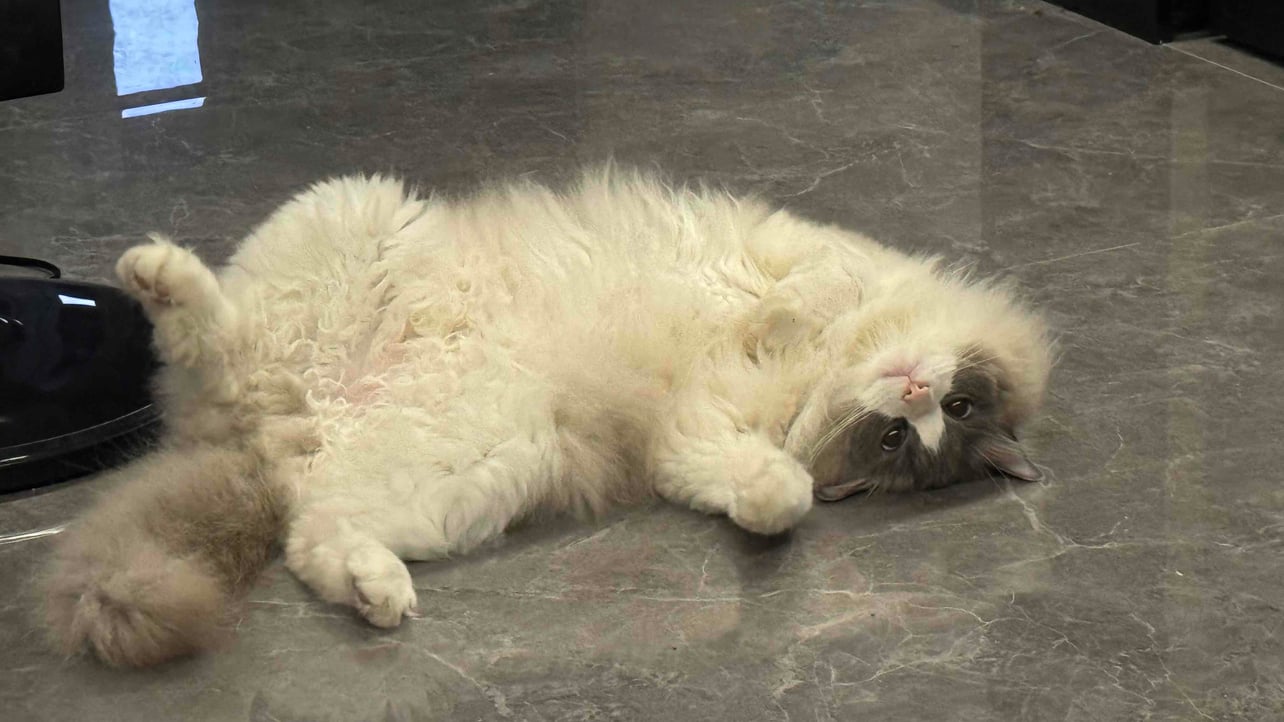 蒋不听 (jiang2018) Farcaster social identity (Fname handle) PFP