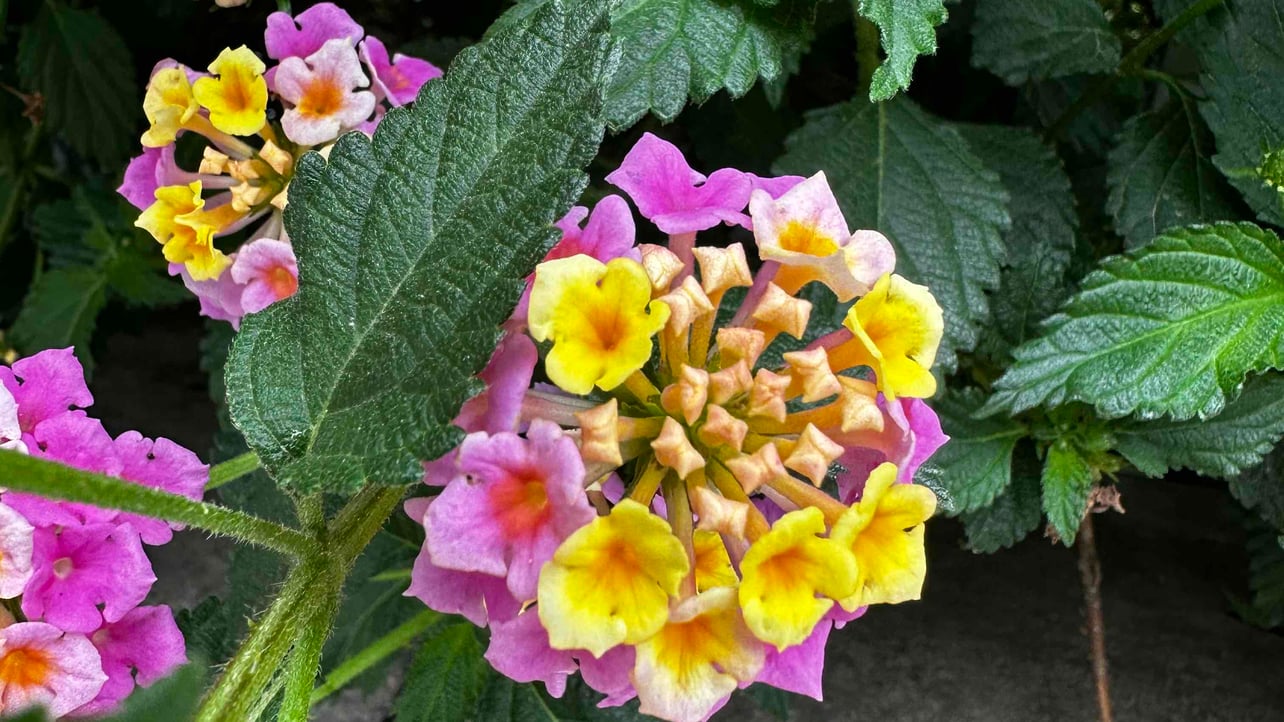 Aynur (aynr) Farcaster social identity (Fname handle) PFP