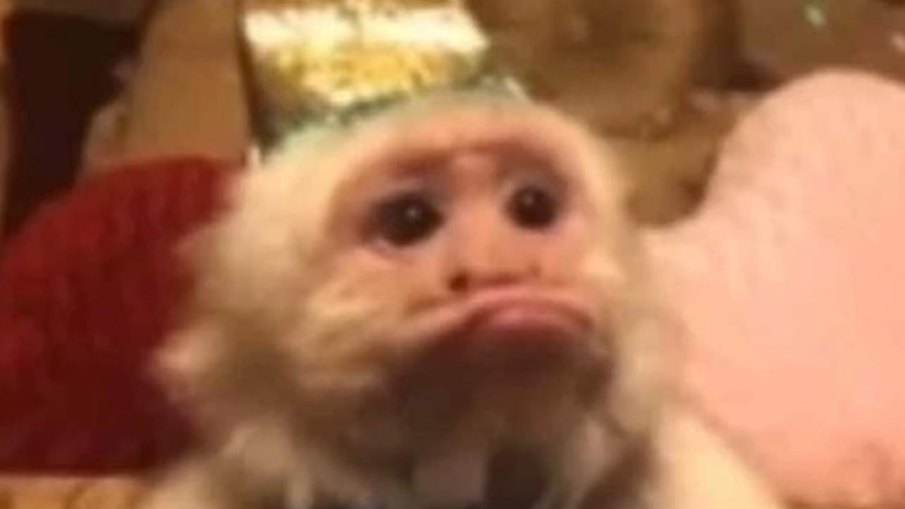 Shea pfp