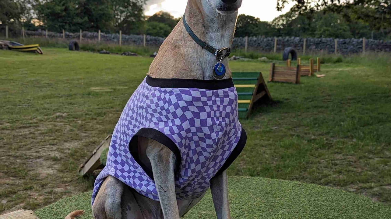 Zendo (zendo.lens) Lens social identity (.lens handle) PFP