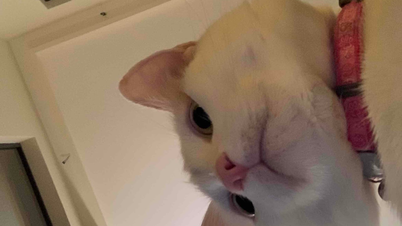 elsie pfp