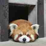 fuqin (fuqin.lens) Lens social identity (.lens handle) PFP