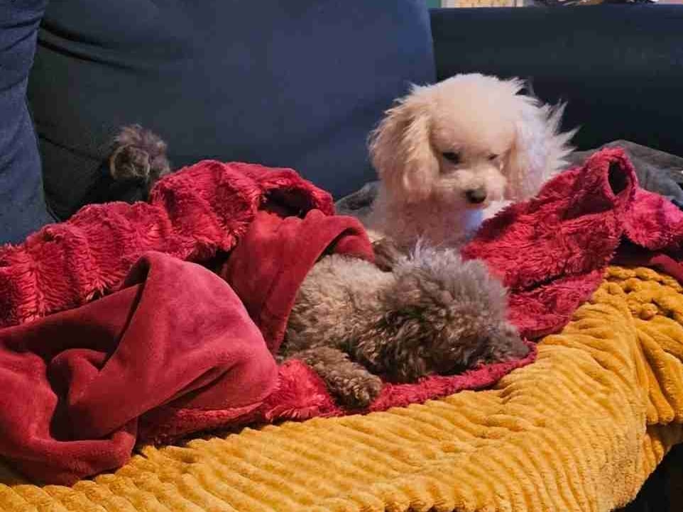 Glitterpony (glitterpony) Farcaster social identity (Fname handle) PFP