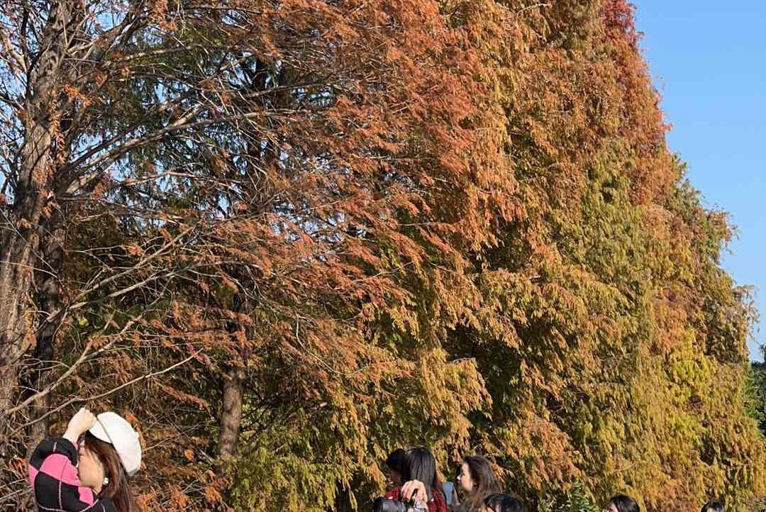 ppolas.lens Lens social identity (.lens handle) PFP