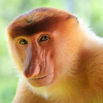 Faha 🛸 (fahamore) Farcaster social identity (Fname handle) PFP