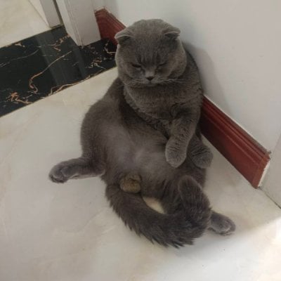 猪脚饭大王 (yueyuelu.lens) Lens social identity (.lens handle) PFP