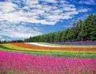 gayatri.linea.eth Linea Name Service (.linea.eth domains) based on ENS PFP