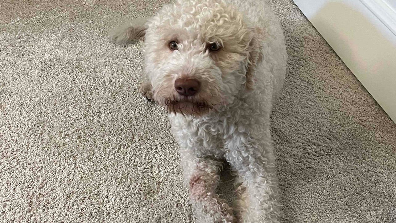 Julia (julchwal) Farcaster social identity (Fname handle) PFP