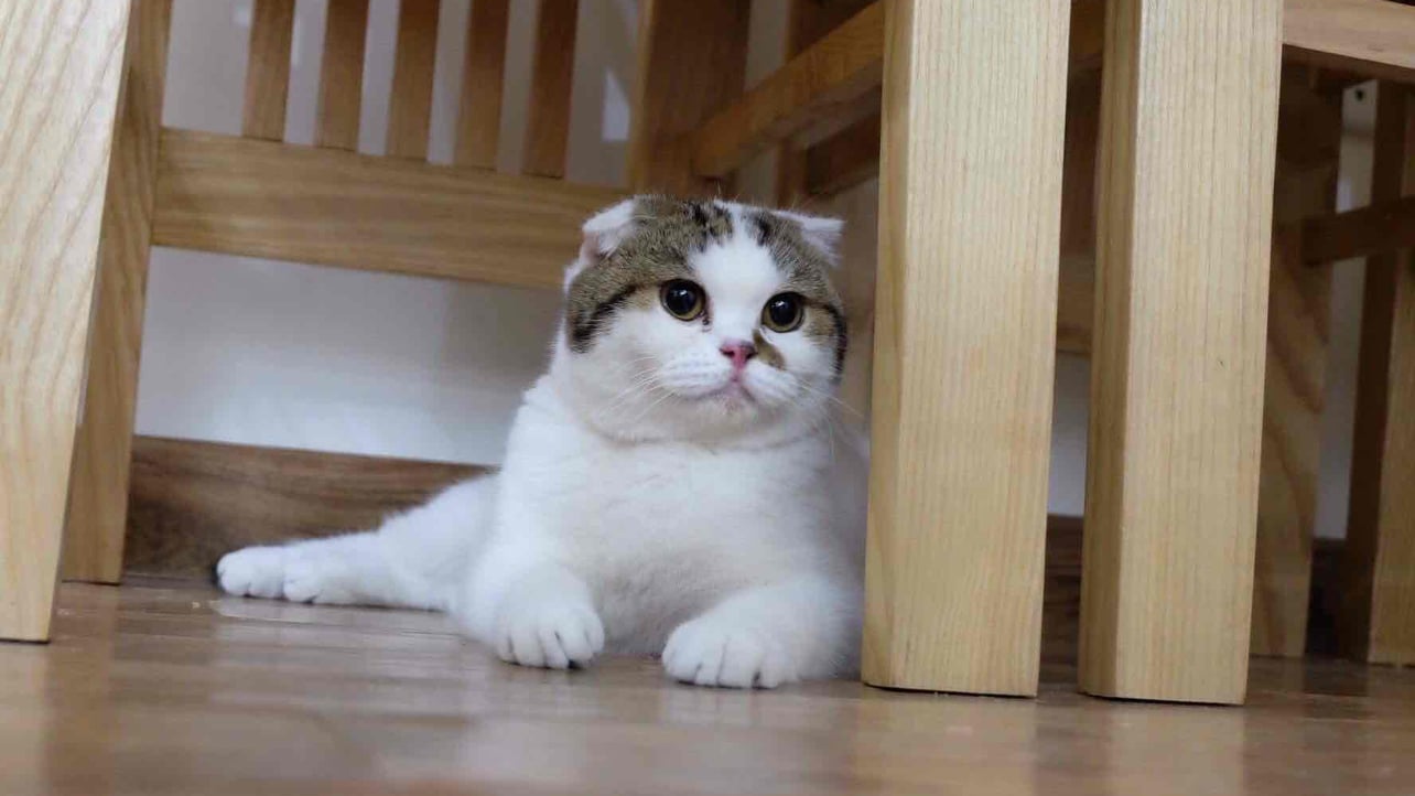 shArkY (hackerdb) Farcaster social identity (Fname handle) PFP