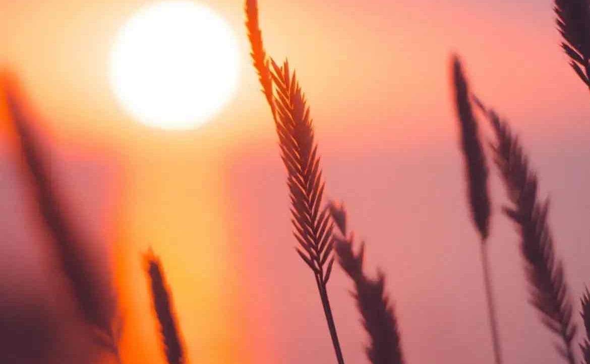 Sebastian Williams (beataroland) Farcaster social identity (Fname handle) PFP