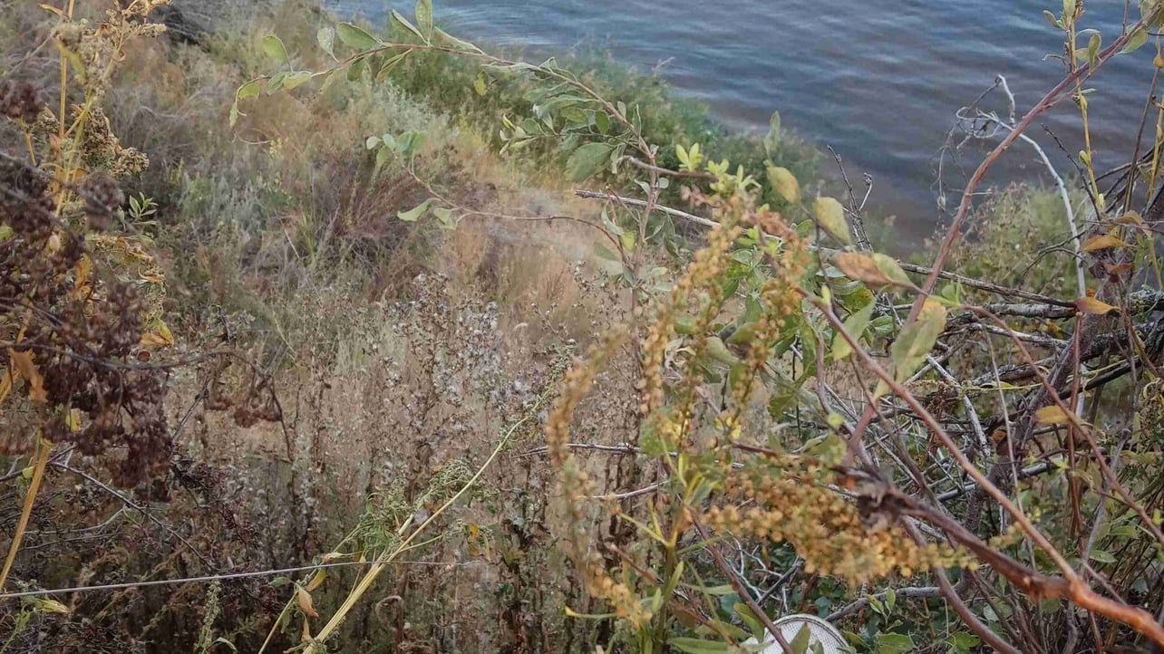 brutal91 (brutal91.lens) Lens social identity (.lens handle) PFP