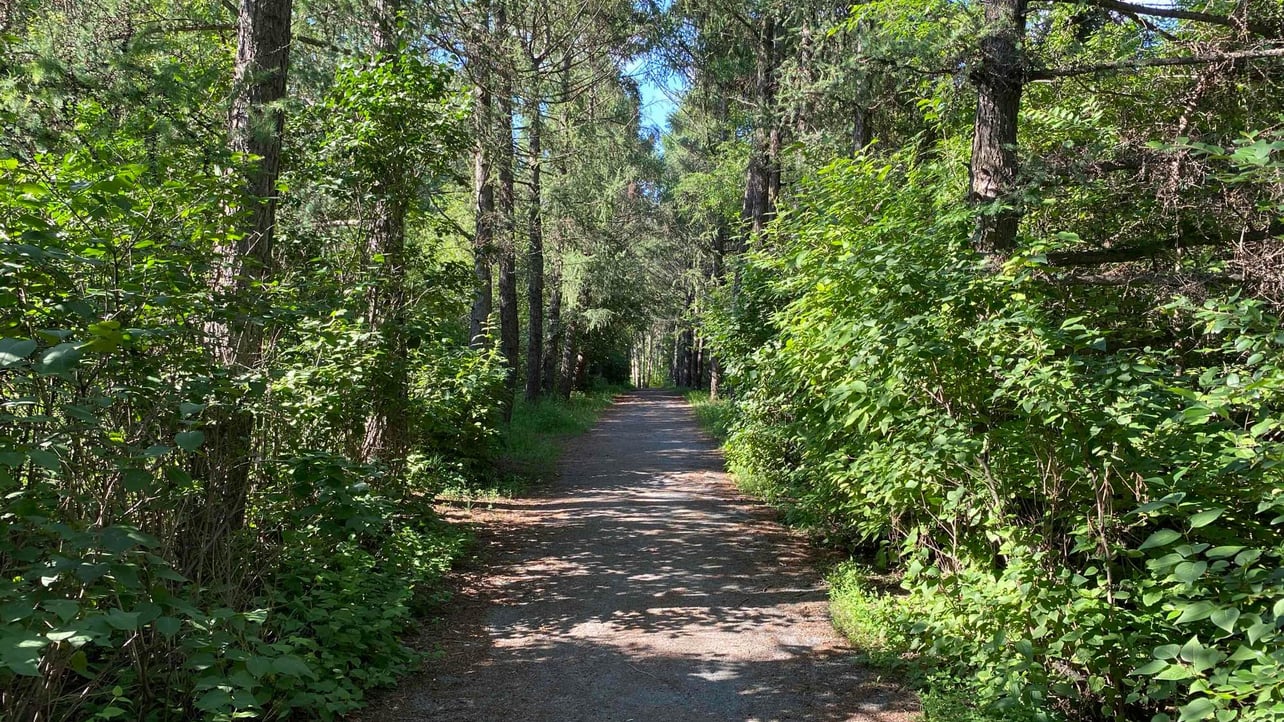 MS (titarin) Farcaster social identity (Fname handle) PFP