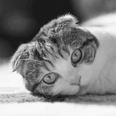 kizara.lens Lens social identity (.lens handle) PFP