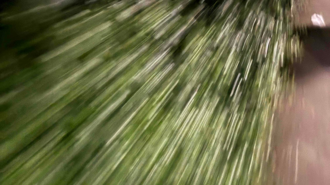 sillymaxi (boonka) Farcaster social identity (Fname handle) PFP