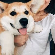 Solo pfp