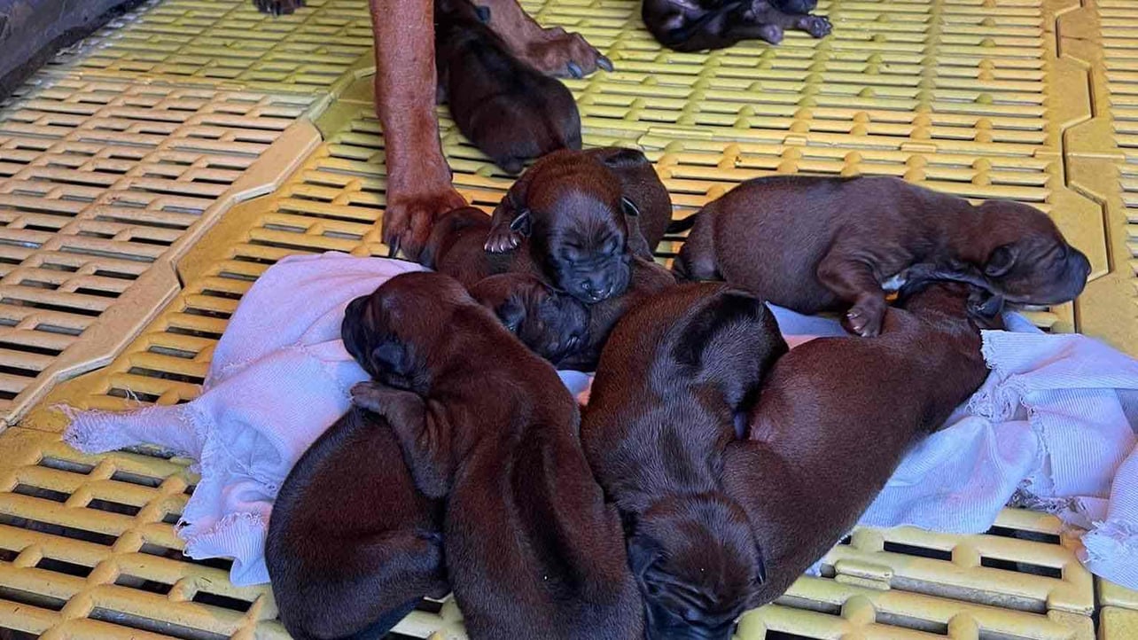 kheralua01 (kheralua01.lens) Lens social identity (.lens handle) PFP