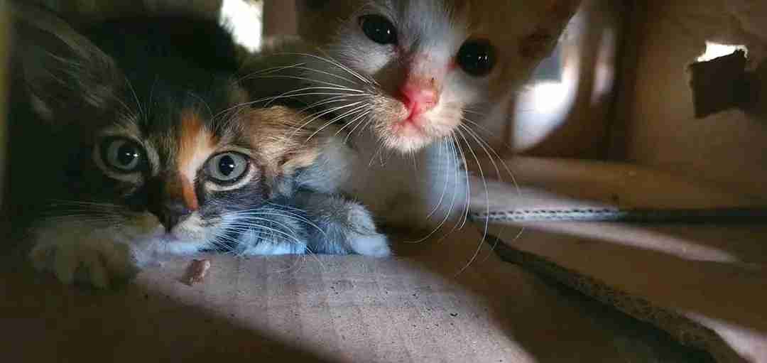 Zulfadli (zulfadli) Farcaster social identity (Fname handle) PFP