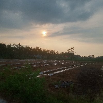 Kadak|Umam pfp