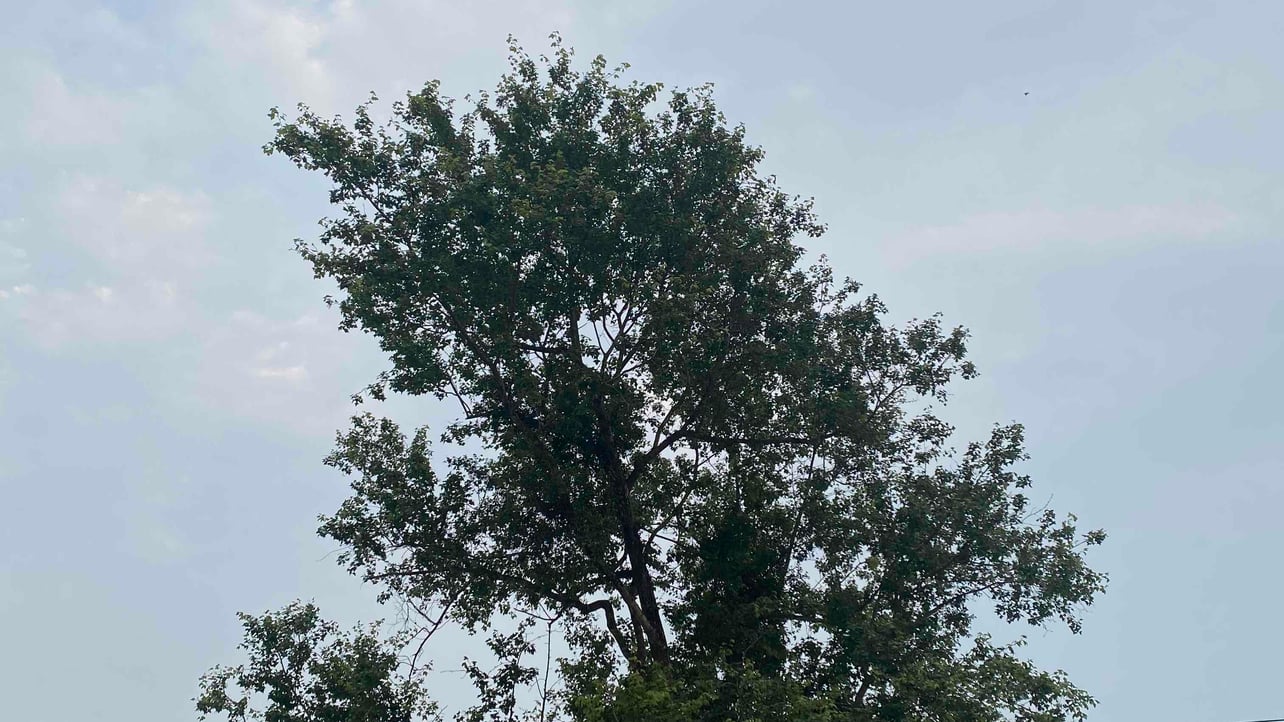 ngochien (ngochien29.lens) Lens social identity (.lens handle) PFP