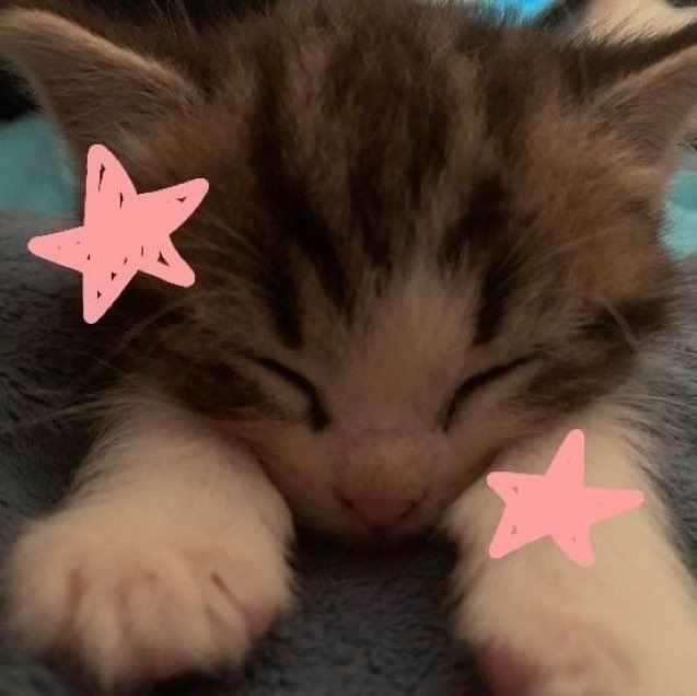 kitty pfp
