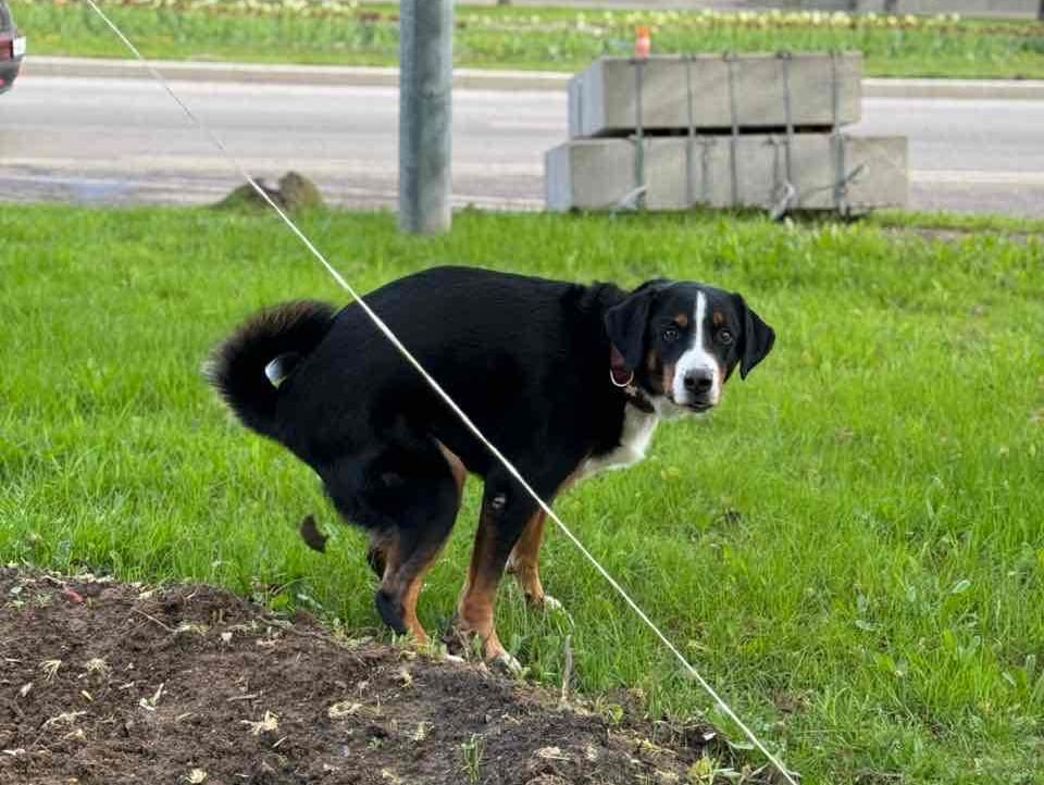 Vasi (cryptomaska.lens) Lens social identity (.lens handle) PFP