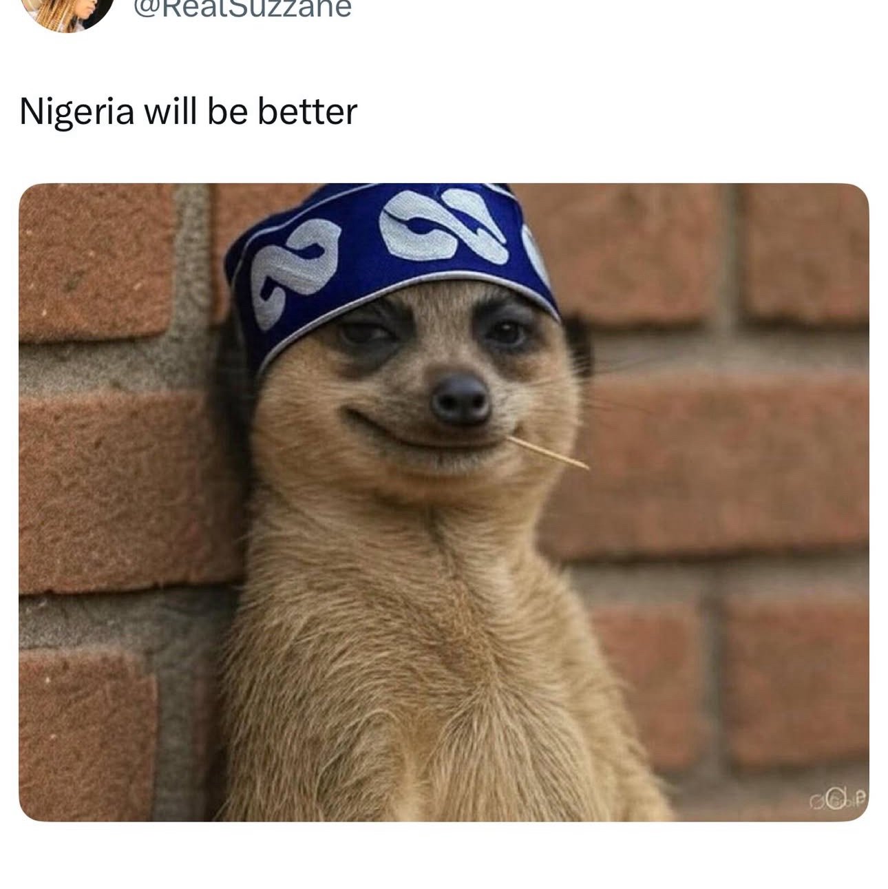 teddybrown pfp