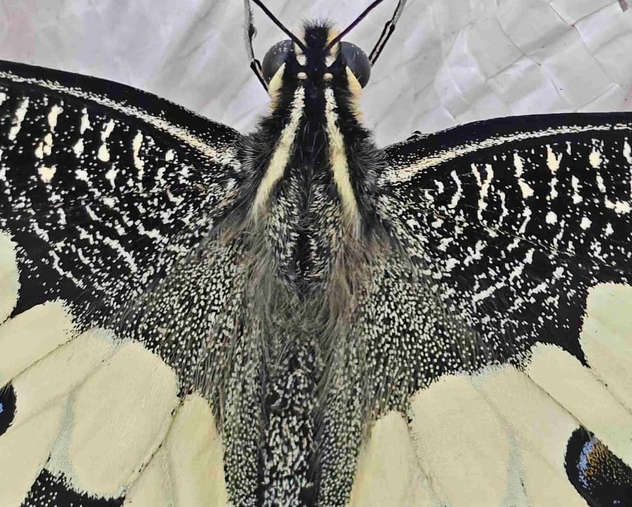 azeem (azeem8840.lens) Lens social identity (.lens handle) PFP