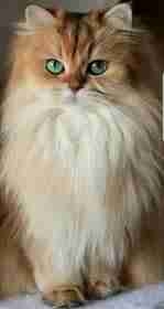 oldedge.lens Lens social identity (.lens handle) PFP