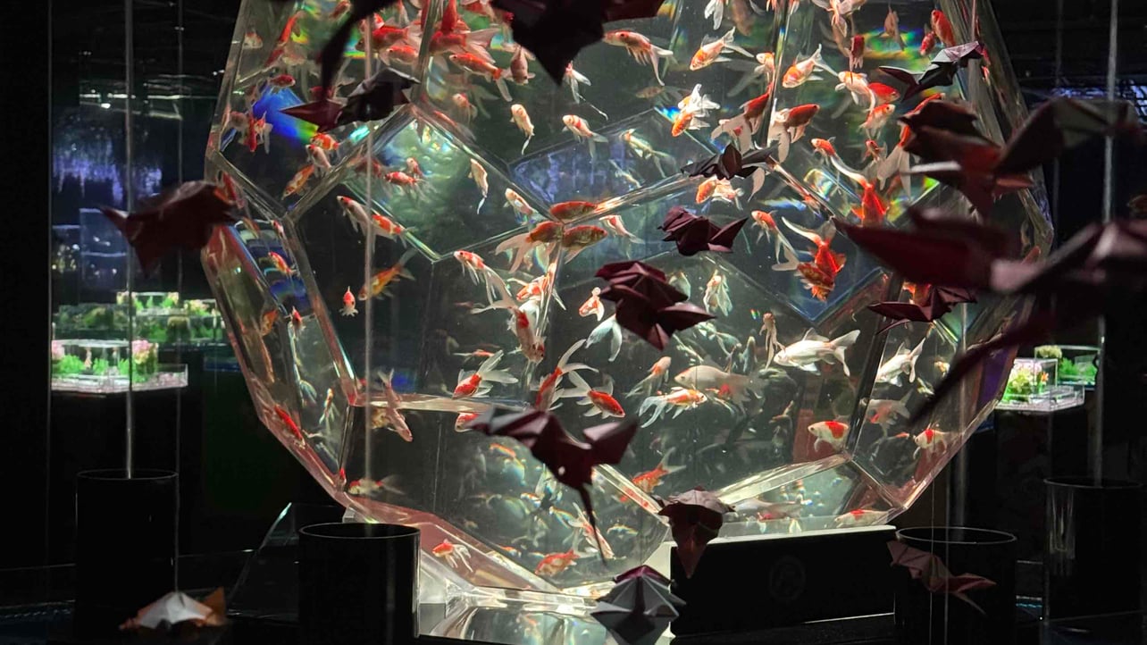 JPS528 (jps528a.lens) Lens social identity (.lens handle) PFP