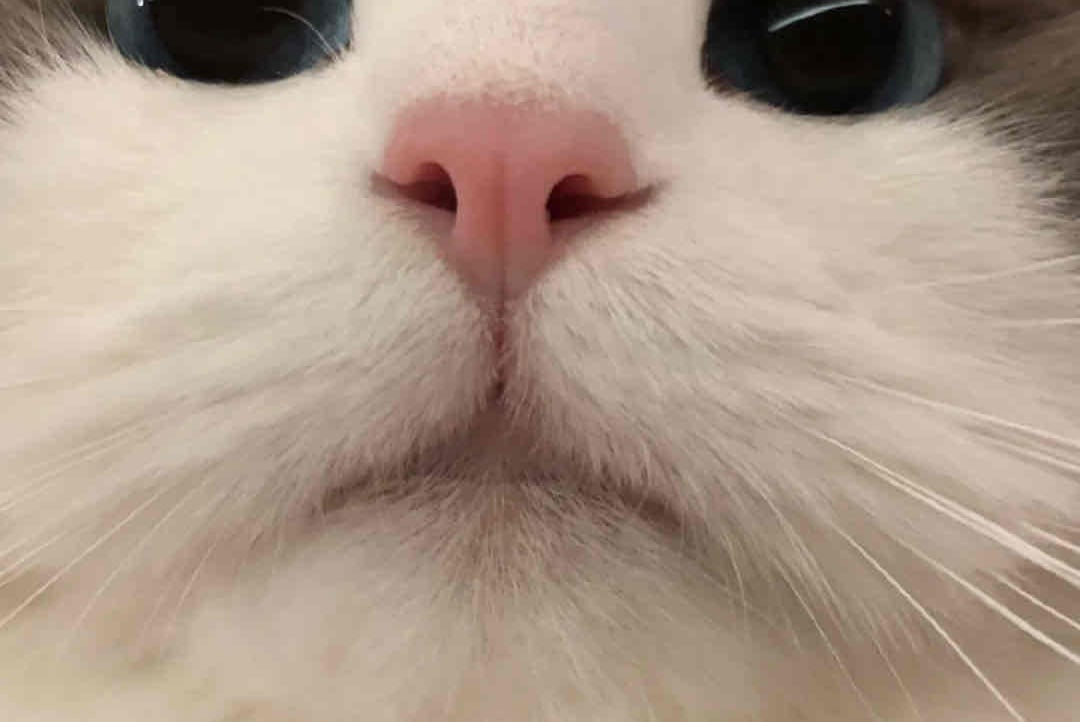 Jenesaispas (jenesaispas) Farcaster social identity (Fname handle) PFP