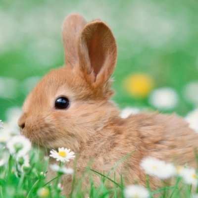 borysee (borysee.lens) Lens social identity (.lens handle) PFP