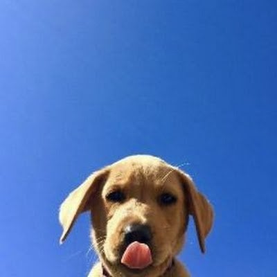 sativa pfp