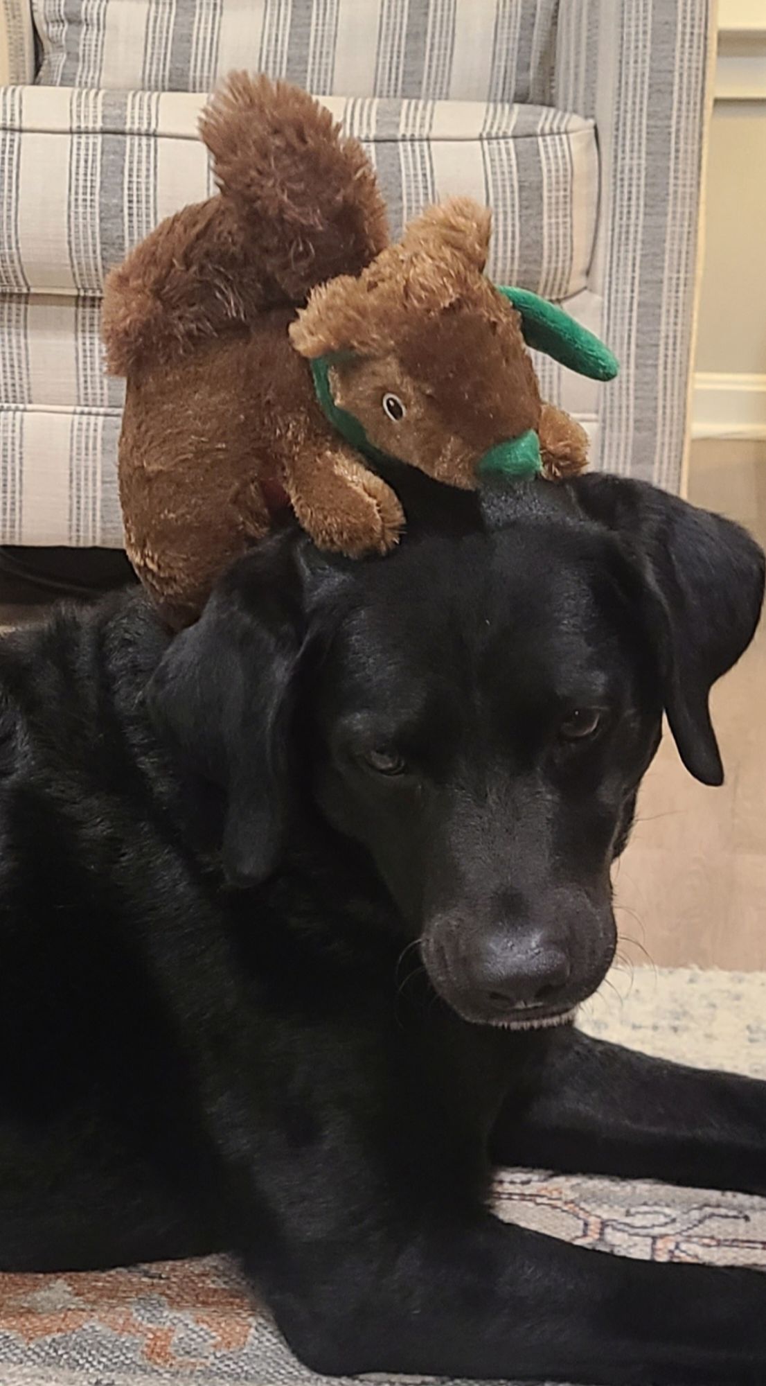 Embed from @burr.eth