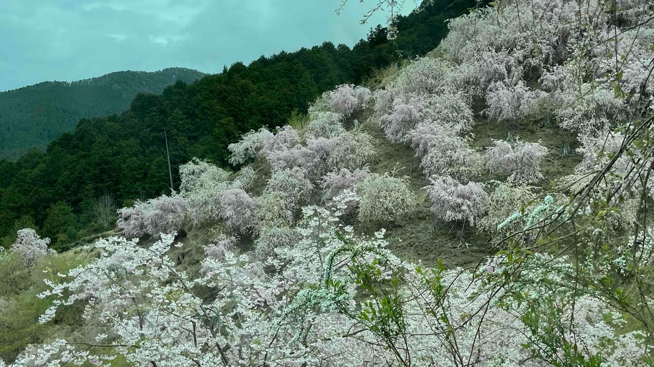 jijoji.lens Lens social identity (.lens handle) PFP