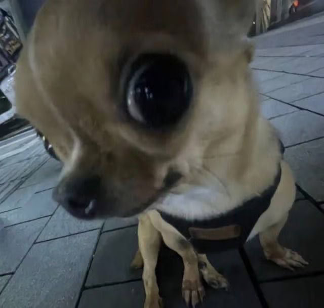 pipipupu