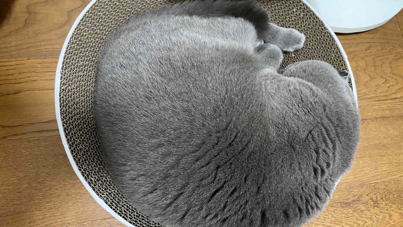 vnnc (vnnc112121) Farcaster social identity (Fname handle) PFP