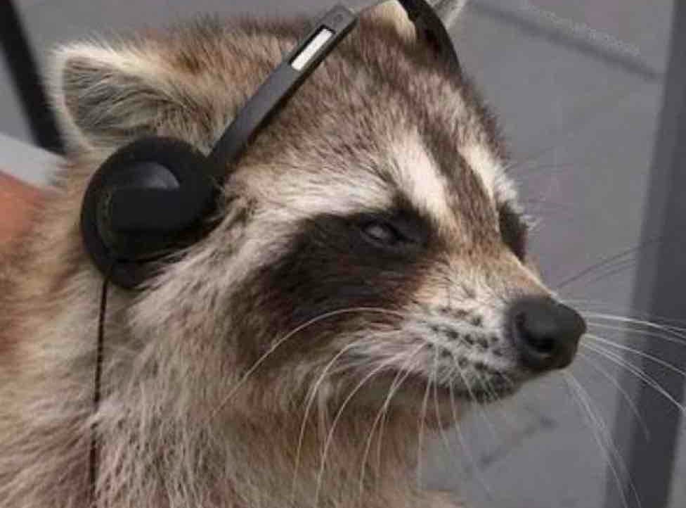 zoo pfp