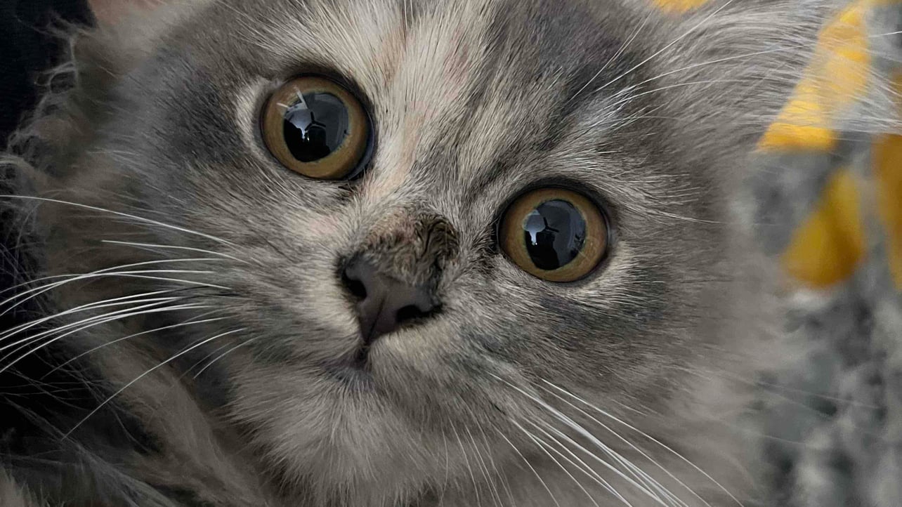 Sahil (abracadabra97) Farcaster social identity (Fname handle) PFP