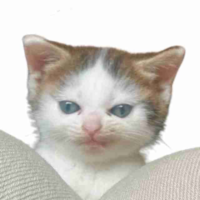 Tang Cat pfp