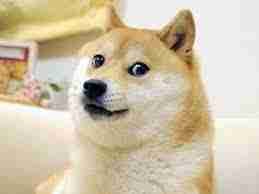 DistributedDoge pfp