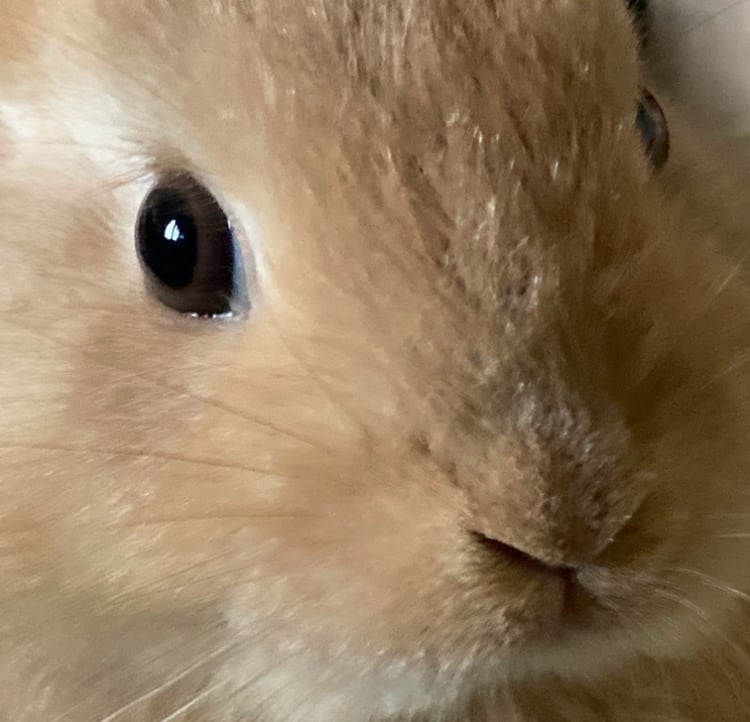 racu pfp