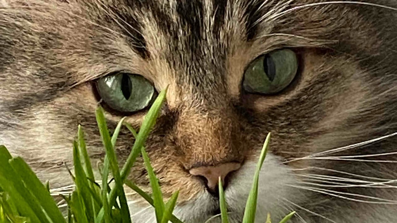 chill guy (yosyanu.lens) Lens social identity (.lens handle) PFP