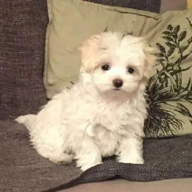 spencertomita.lens Lens social identity (.lens handle) PFP