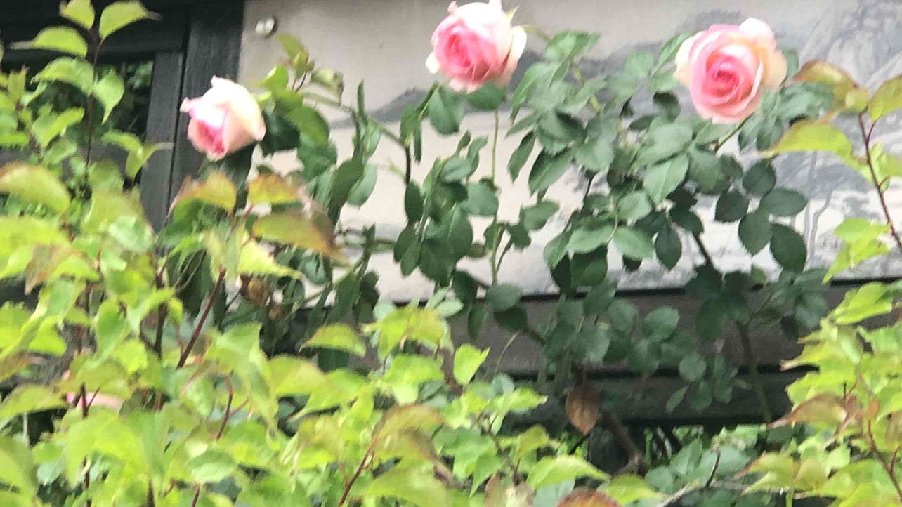 Winery’s (aimerrys) Farcaster social identity (Fname handle) PFP