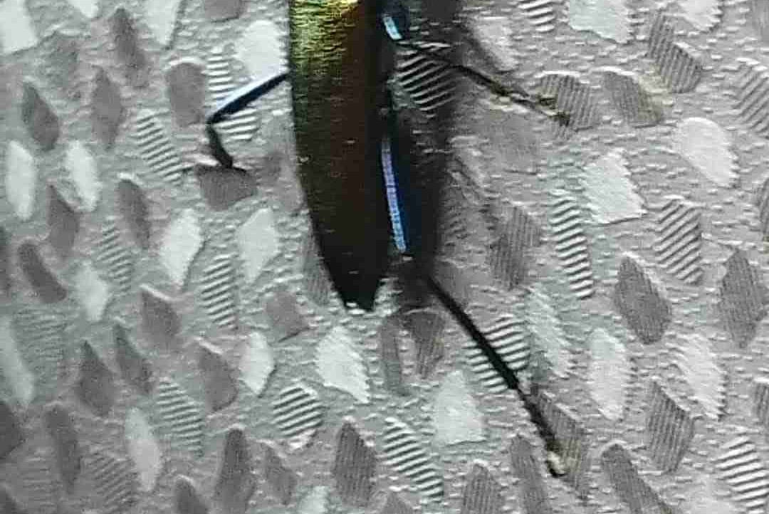 elvism.lens Lens social identity (.lens handle) PFP